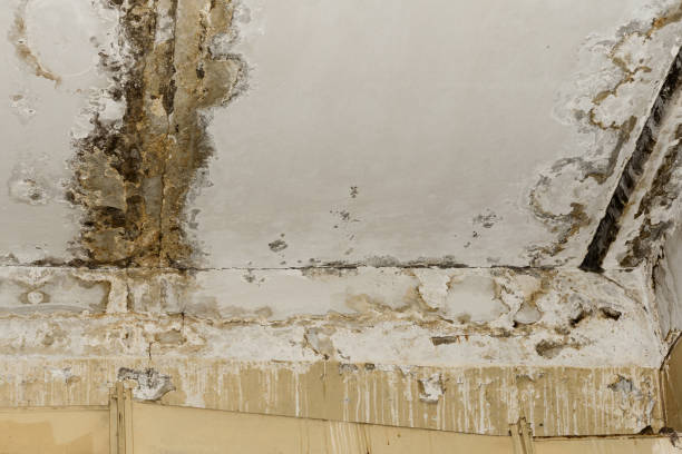 Best Water Damage & Mold Remediation  in Parrish, AL