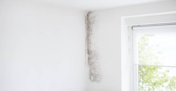 Professional Mold Removal in Parrish, AL