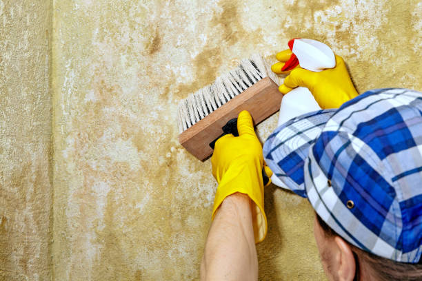 Best Basement Mold Removal  in Parrish, AL