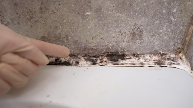 Reliable Parrish, AL Mold Removal Solutions